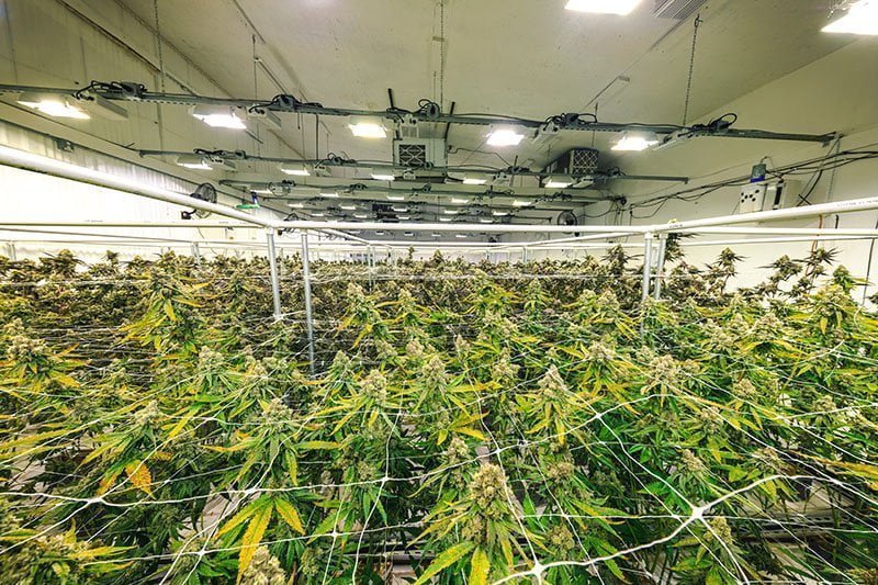 grow lighting canabis