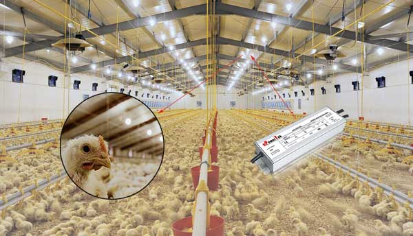 poultry lighting image