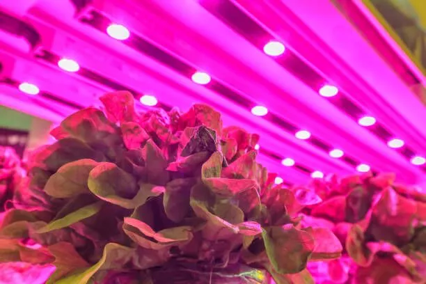 fabricante de luces de cultivo led sin oscuridad 3