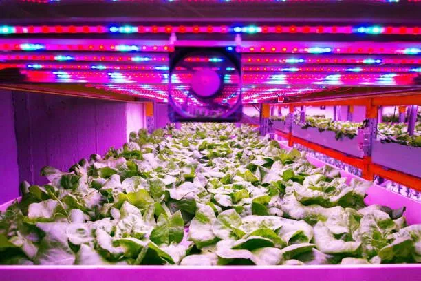 fabricante de luces de cultivo led darkless 5 1