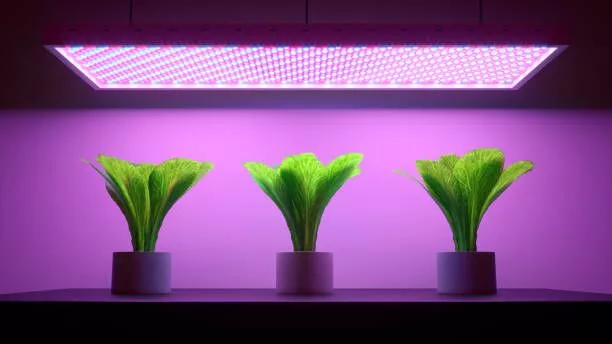 производитель бестемных светодиодных светильников для выращивания растений