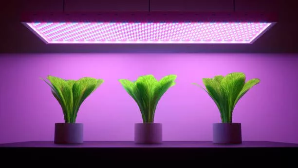 fabricante de luces de cultivo led sin oscuridad