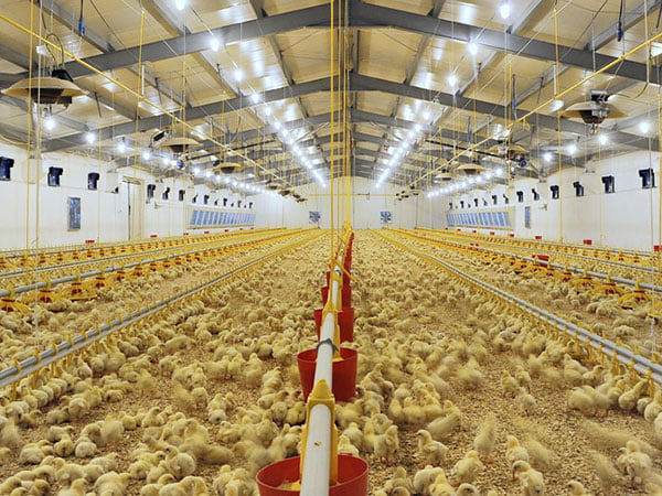 agricultural and poultry 8
