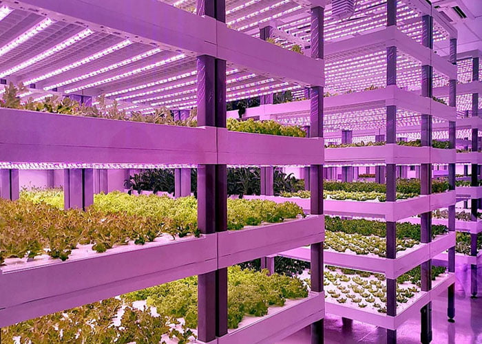vertical farming lighting